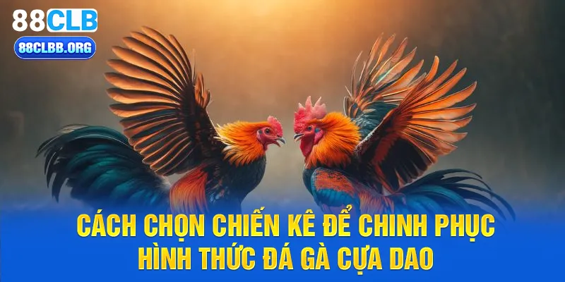 Cách chọn chiến kê để chinh phục hình thức đá gà cựa dao