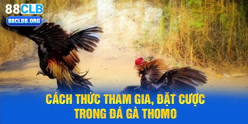 Cách thức tham gia, đặt cược trong đá gà thomo