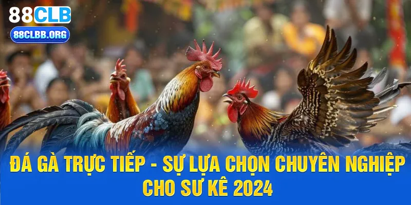 Đá gà trực tiếp - sự lựa chọn chuyên nghiệp cho sư kê 2024