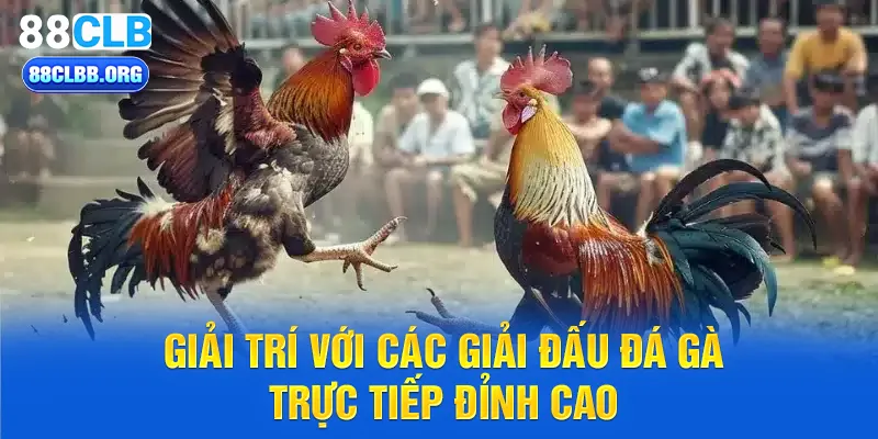 Giải trí với lựa chọn đá gà trực tiếp