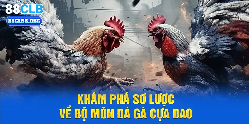 Khám phá sơ lược về bộ môn đá gà cựa dao